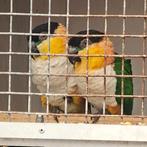 Bewezen Koppel zwartkop caiques