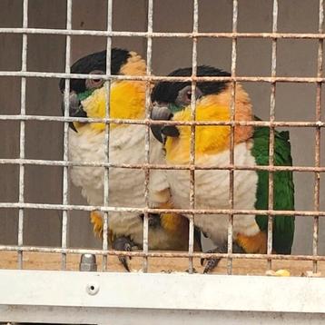 Bewezen Koppel zwartkop caiques  beschikbaar voor biedingen