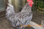mechelse koekoek haan, Dieren en Toebehoren, Pluimvee