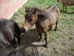 chetland merrie, Dieren en Toebehoren, Pony's, Merrie, Gechipt