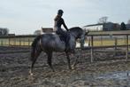 gezocht: projectpaardje, Dieren en Toebehoren, Paarden, Ruin, Zadelmak, Springpaard, 7 tot 10 jaar