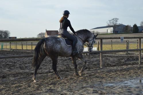 gezocht: projectpaardje, Dieren en Toebehoren, Paarden, Ruin, Zadelmak, 7 tot 10 jaar, Springpaard