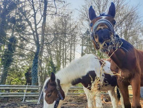 Verzorgpaarden/halve stal Zoersel/Sint-Antonius, Dieren en Toebehoren, Paarden, Meerdere dieren, 170 tot 175 cm, 0 tot 2 jaar