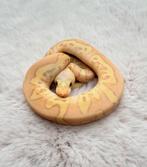 2025 Firefly Stranger Banana Clown Poss Enchi 1.0, Dieren en Toebehoren, Reptielen en Amfibieën, Slang, 0 tot 2 jaar