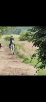 Allround merrie, Dieren en Toebehoren, Paarden, Merrie
