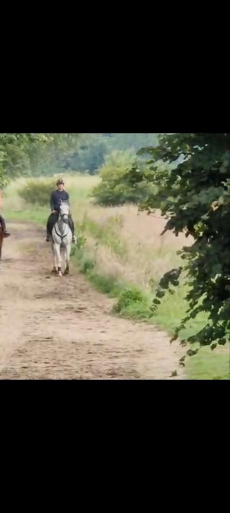 Allround merrie, Dieren en Toebehoren, Paarden, Merrie