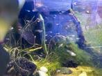Baby guppies, Dieren en Toebehoren, Vis, Zoetwatervis, Schoolvis