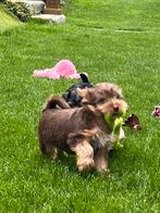 Chiots Biewer, Animaux & Accessoires, Yorkshire Terrier, Plusieurs, Parvovirose, Belgique