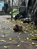 3 lieve dwergkonijntjes kom kijken of neem ze mee naar huis!, Dieren en Toebehoren, Konijnen, Meerdere dieren, Dwerg, 0 tot 2 jaar