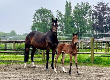 Prachtige fokmerrie (Vittorio x Diarado) beschikbaar voor biedingen