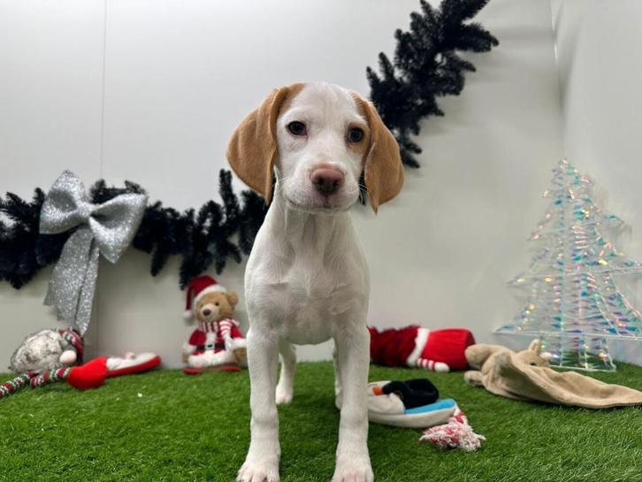 Chiot Beagle - couleur blenheim, Animaux & Accessoires, Chiens | Beagles, Bassets & Chiens courants, Chienne, Beagle, Éleveur | Professionnel