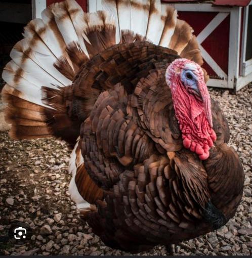 GEZOCHT kuikens kalkoen . Maakt niet uit welke soort ., Dieren en Toebehoren, Pluimvee, Kalkoen