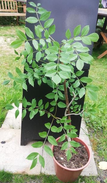 Echange ou vend frêne 50 cm beschikbaar voor biedingen