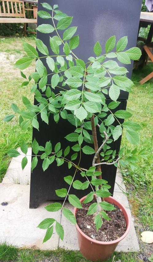 Echange ou vend frêne 50 cm, Tuin en Terras, Planten | Bomen, Ophalen