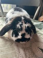 Dwerghangoortje mannelijk, Dieren en Toebehoren, Mannelijk, Dwerg, Hangoor, 3 tot 5 jaar