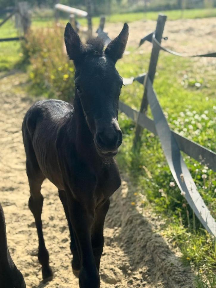 Prachtig hengstenveulen TE KOOP, Dieren en Toebehoren, Paarden, Hengst, Onbeleerd, 160 tot 165 cm, 0 tot 2 jaar, Dressuurpaard
