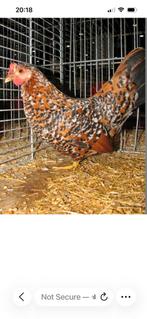 Chabo haan gezocht, Dieren en Toebehoren, Pluimvee