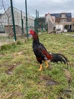 Hint x shamo, Mâle, Poule ou poulet