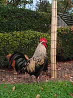 Patrik de haan, Dieren en Toebehoren, Pluimvee