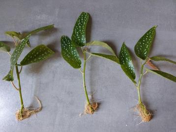 1 x stekje Begonia tamaya beschikbaar voor biedingen