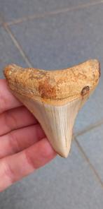 Megalodon haaientand fossielen, Ophalen of Verzenden, Fossiel