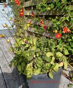 Allerlei tuinplanten, Tuin en Terras, Planten | Tuinplanten, Ophalen