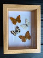 Kaders opgevuld met echte vlinders - 23cmx18cm., Nieuw, Ophalen of Verzenden