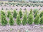 Thuja occidentalis, émeraude, conifère, Enlèvement ou Envoi, Conifère