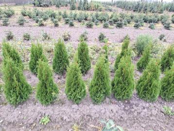 Thuja occidentalis, émeraude, conifère