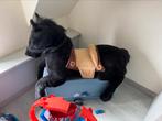 Groot paard, Ophalen, Zo goed als nieuw
