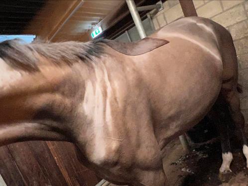 Scheren van paarden/pony’s Limburg BE, Dieren en Toebehoren, Paarden