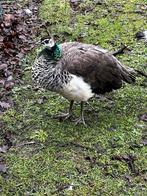 Pauwenkoppel ( zie beschrijving), Dieren en Toebehoren, Pluimvee