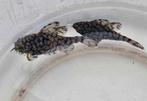 L519 Ancistrus sp. Kiefneri "Rio Itenez", Dieren en Toebehoren, Vissen | Aquariumvissen