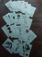 Zelfgemaakte herbarium - voor eigen verzameling of in klas, Diversen, Schoolbenodigdheden, Ophalen of Verzenden, Nieuw