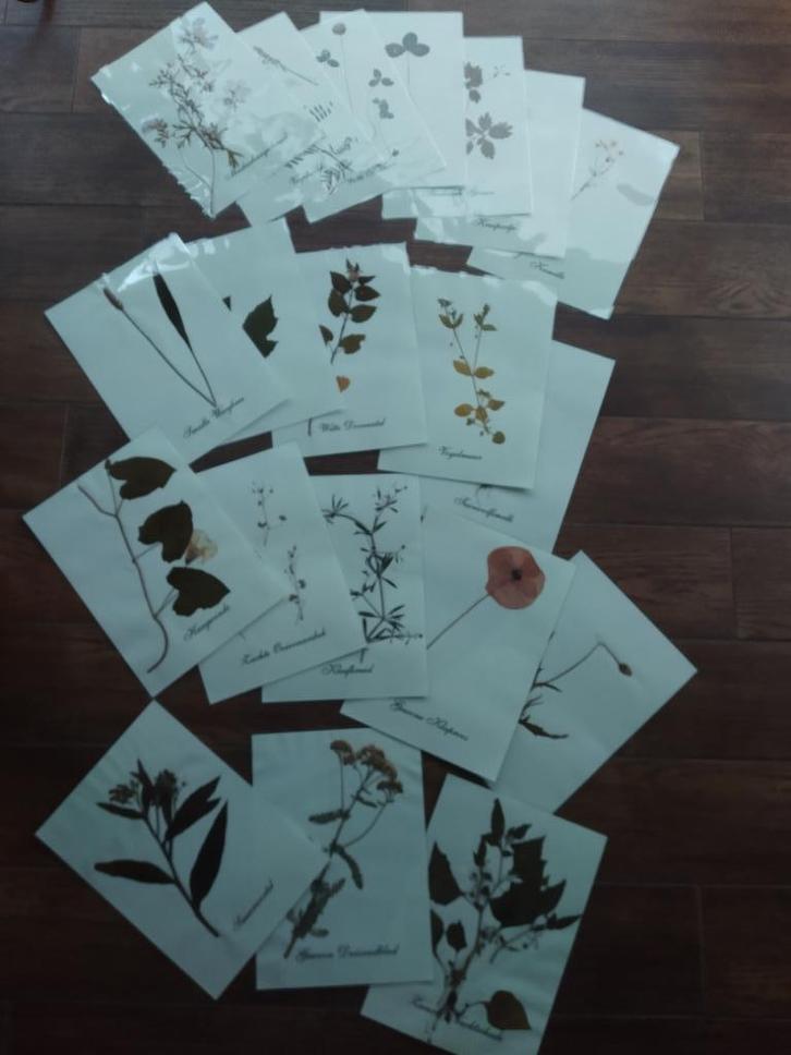 Zelfgemaakte herbarium - voor eigen verzameling of in klas, Diversen, Schoolbenodigdheden, Nieuw, Ophalen of Verzenden