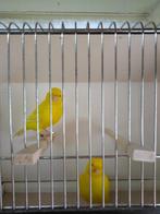 intensieve kanarie, Animaux & Accessoires, Oiseaux | Canaris, Mâle, Canari de couleur