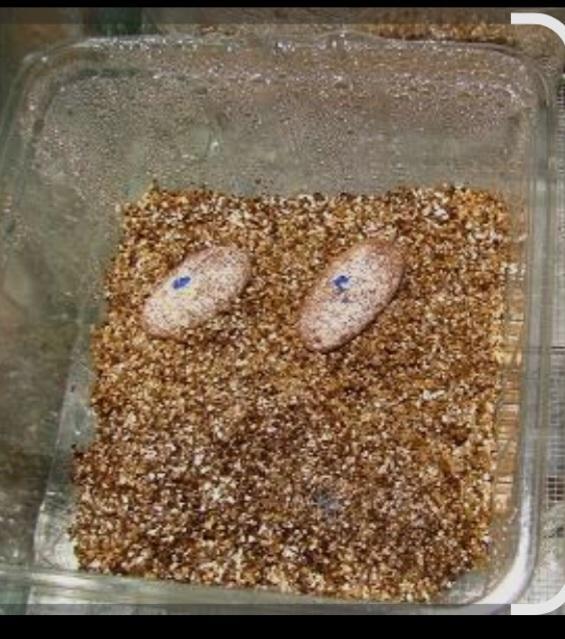 Reptielen eieren, Dieren en Toebehoren, Reptielen en Amfibieën | Toebehoren, Ophalen