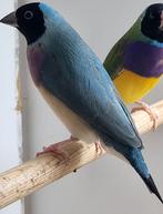 Mooie pop blauwe gouldamadine , natuurbroed, kweekklaar, Dieren en Toebehoren, Vogels | Overige Vogels