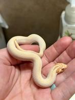 Heterodon nasicus - haakneus slang - albino superconda, Dieren en Toebehoren, Slang