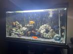 Volledige aquarium met onderkast  ,1m20 x h 60 d 50, Comme neuf, Enlèvement ou Envoi