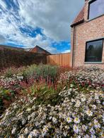 Persicaria ampl. Blackfield, Tuin en Terras, Ophalen