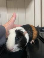 Lief zeugje tricolor (komend uit ras Hollander), Dieren en Toebehoren, Knaagdieren, Cavia, Augustus, Vrouwelijk, Tam