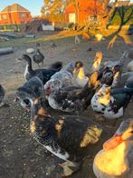 Barbarie eenden, Meerdere dieren, Eend