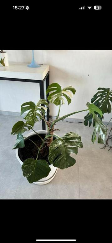Monstera Variegata  beschikbaar voor biedingen