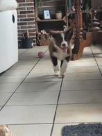 Border Collie pups  groeien op in huis met poezen en hondjes, Animaux & Accessoires, Chiens | Bergers & Bouviers, 8 à 15 semaines