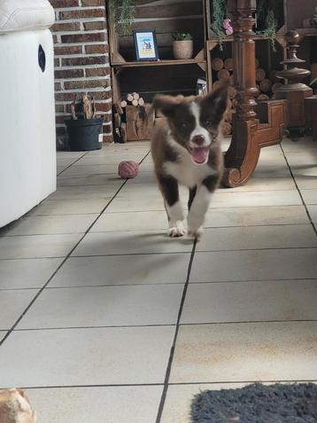 Border Collie pups  groeien op in huis met poezen en hondjes beschikbaar voor biedingen