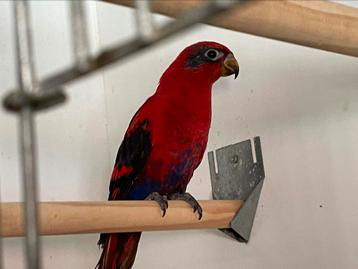 Halfmasker lori te koop of te ruil, Dieren en Toebehoren, Vogels | Parkieten en Papegaaien, Mannelijk, Geringd