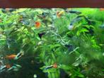 Jonge Guppy's in verschillende kleuren, Dieren en Toebehoren, Vissen | Aquariumvissen, Vis, Zoetwatervis, Schoolvis