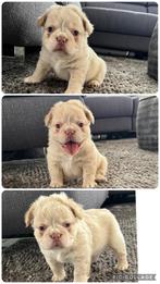 Unieke isabella platinum fluffy reutje franse bulldog pup, Dieren en Toebehoren, België, Fokker | Hobbymatig, Reu, 8 tot 15 weken