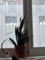 Sanseveria, Maison & Meubles, Plantes d'intérieur, Enlèvement